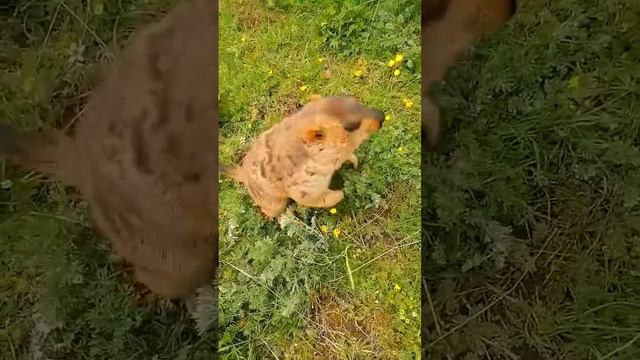 Cute Wild animal bobak marmot or prairie dog 22