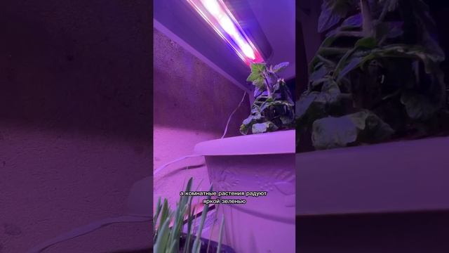 Как выбрать подходящую лампу?