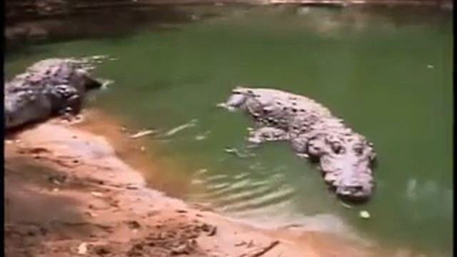 Muggers Of Spice Island / Quest For The Mugger Crocodile