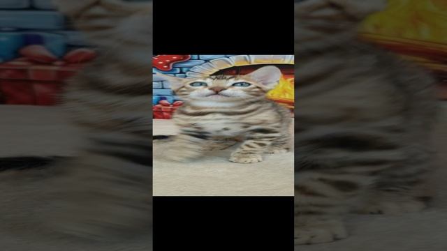 Котик бенгал