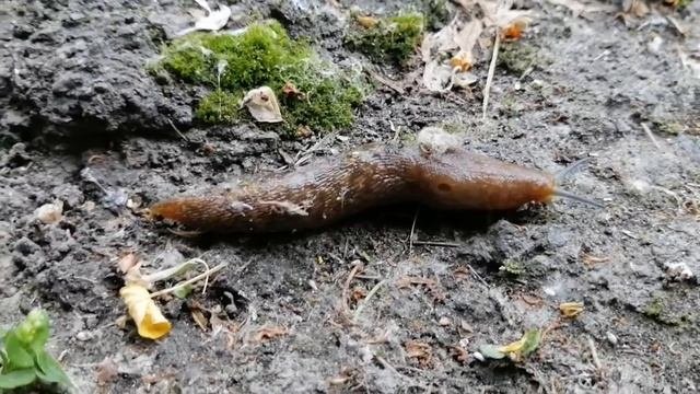 Ползующий слизняк Slug is crawling