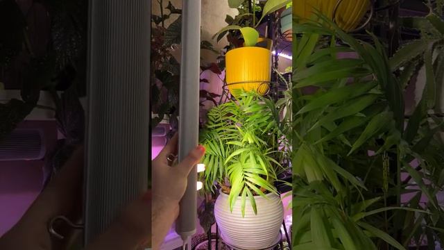 🌱✨ Откройте мир здорового роста с фитолампой! ✨🌱