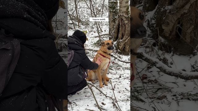 Посмотри какой характер у собак из приюта 😁🐶