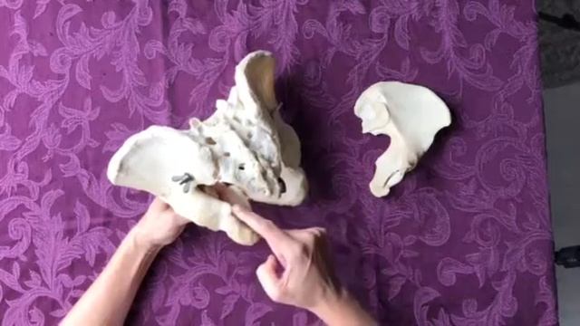 Bone landmarks of the coxal bone