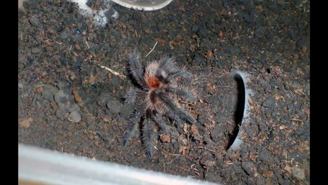 Grammostola iheringi