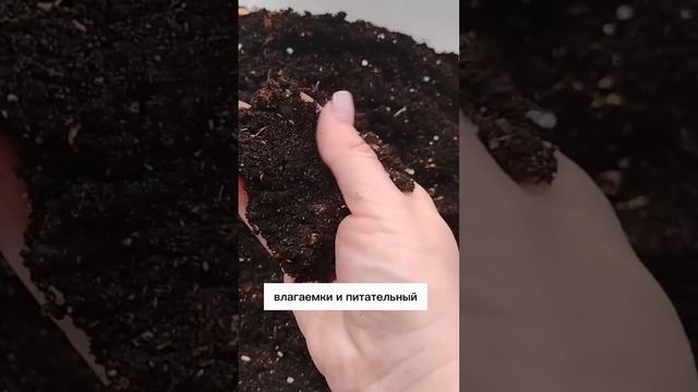 "Я нашла САМЫЙ лучший грунт! (И вы тоже сможете)"