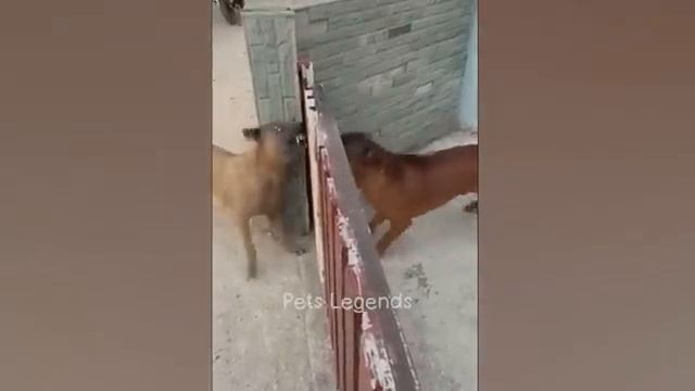 Смешной видео🐈