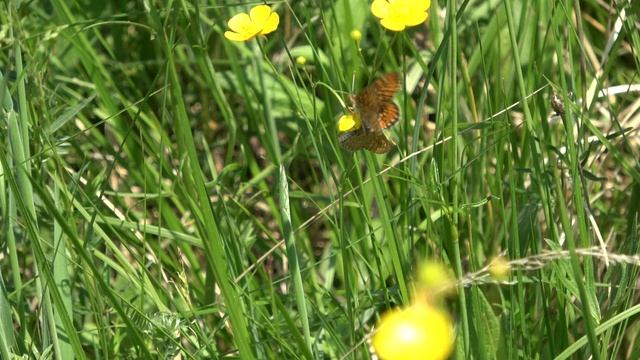 Euphydryas aurinia courtship