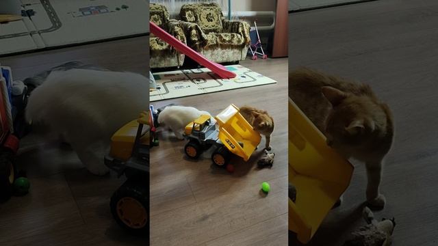 Смотри, игрушки принесли. #котята