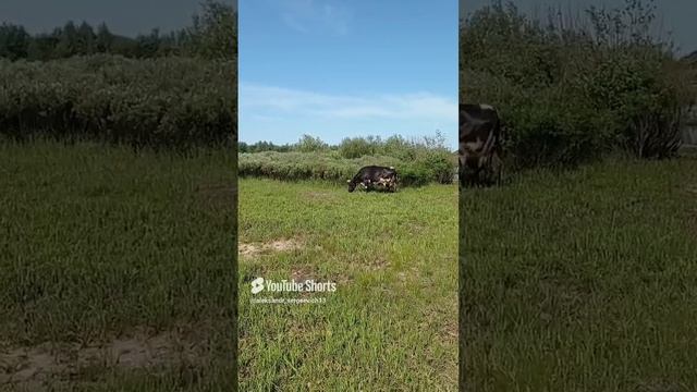 Моё козье пастбище стало пользоваться популярностью у соседских коров)