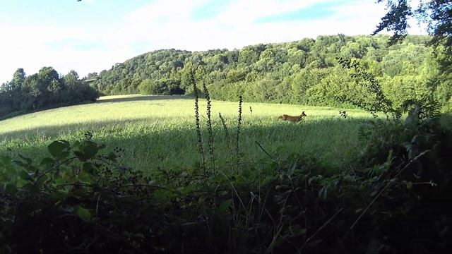 CHASSE APPEL D’UNE CHEVRETTE AU BUTTOLO