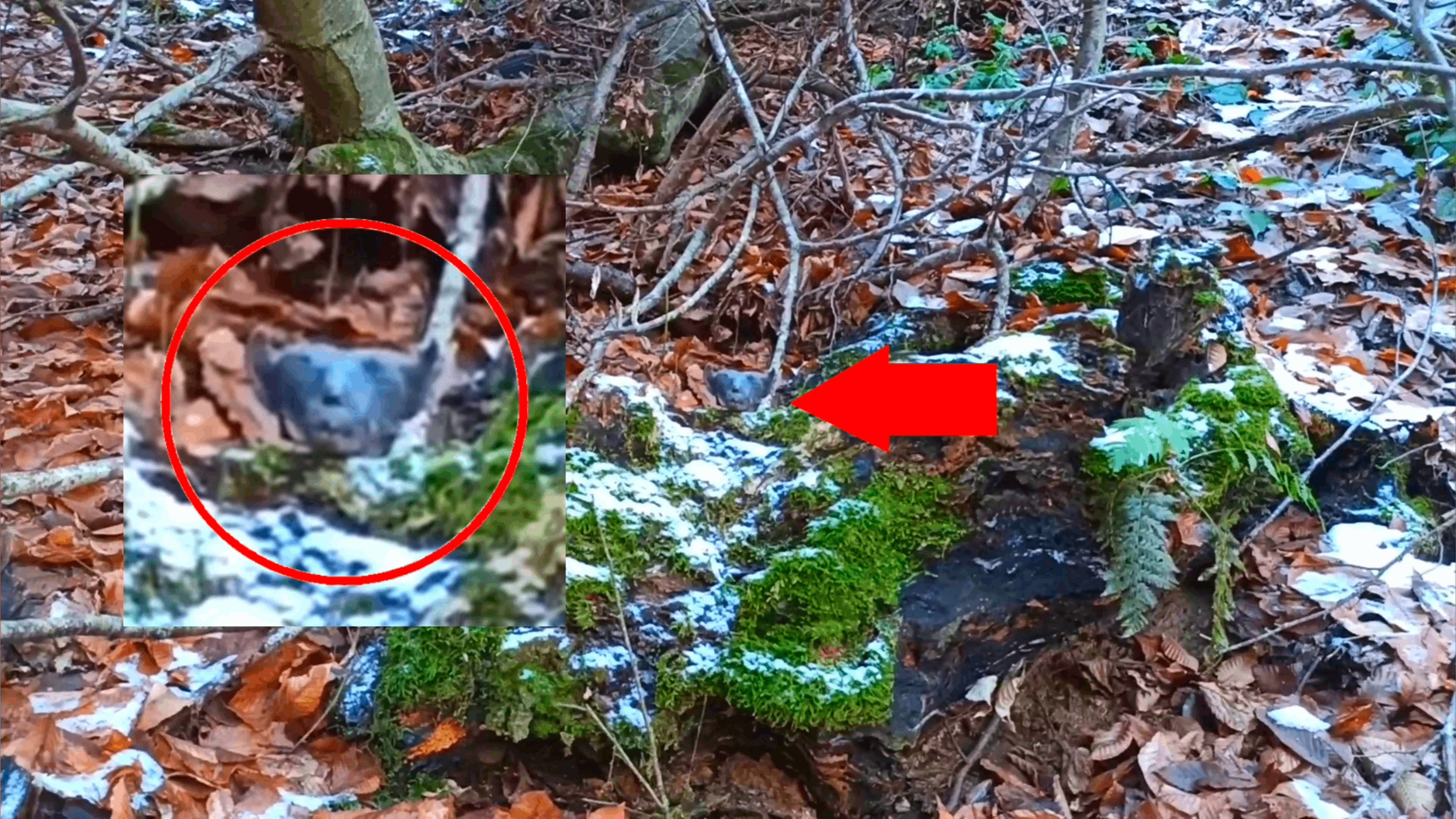 Странное существо в Горных лесах - Настоящий криптид