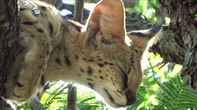 Serval sleeping on tree- the sweetest serval ever
