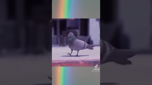 танец голубя 🕊️