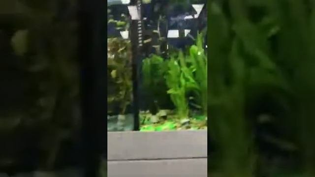 Покупаем рыбок и аквариум