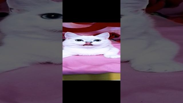 Мальчик скоттиш страйт SFS71 ns1133 💞