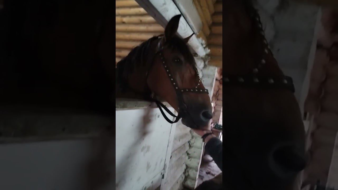 КОНЮШНЯ. ОСТИН ШЭПОРТ.