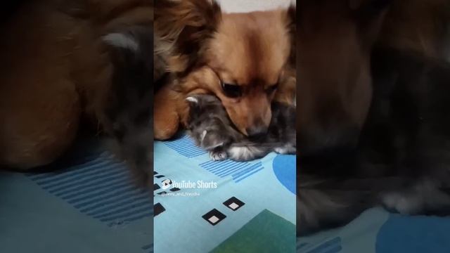 Джери любит котят