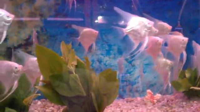 Platinum Angelfish – Pterophyllum Sp