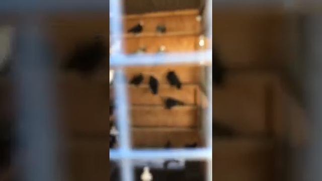 Кептерлердин түрлөрү"""  разные  Голуби Pigeons