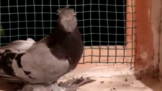 Голуби ИГРОВЫЕ.