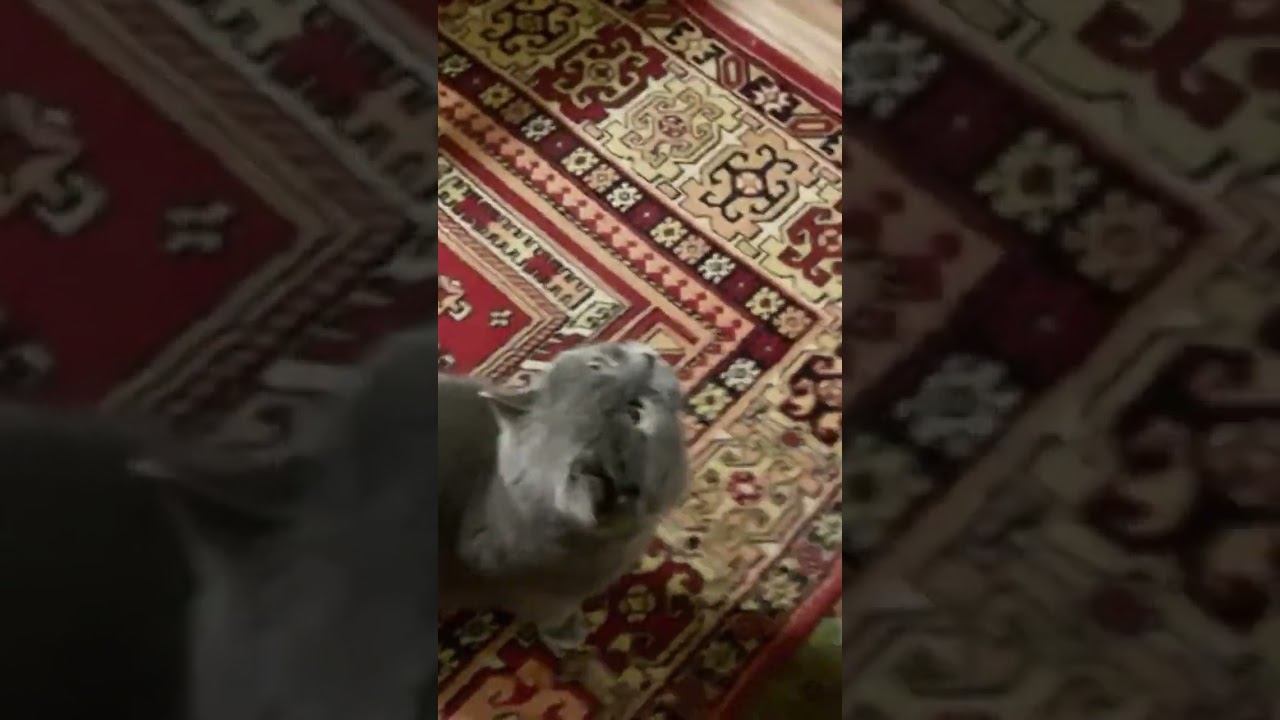 Коту поймали мышь