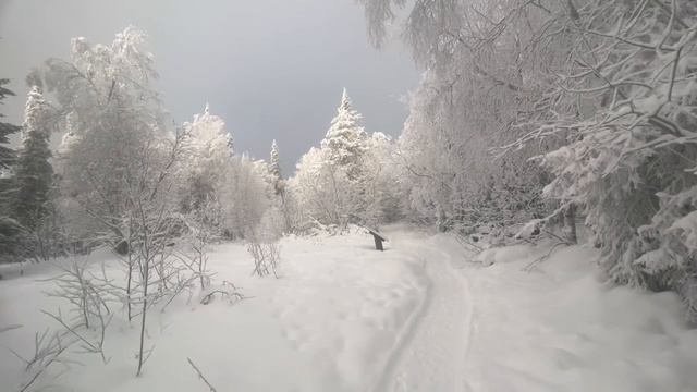 Зимняя прогулка