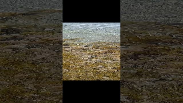 VID_20240520_085424~2.mp4