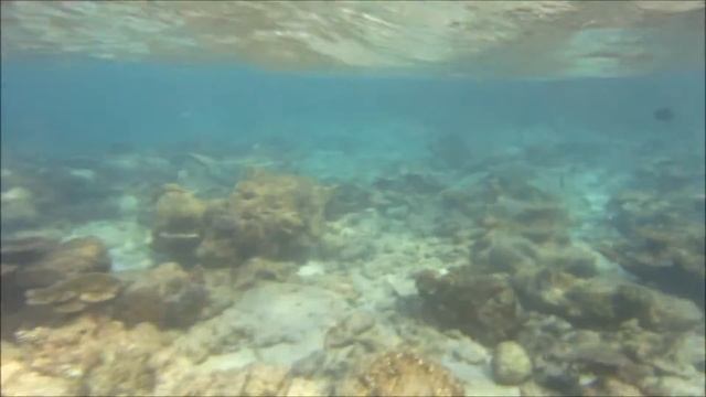 Maldives Blacktip Reef Sharks