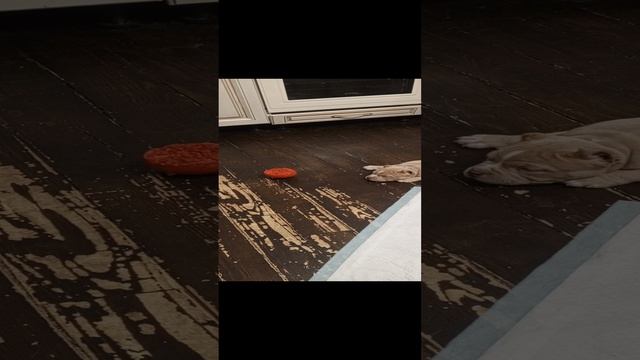 Наша Пеппи (Бублик) 3 месяца