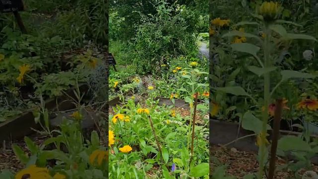 Scotswood garden. England.  Community garden.  Общественный сад в Англии.