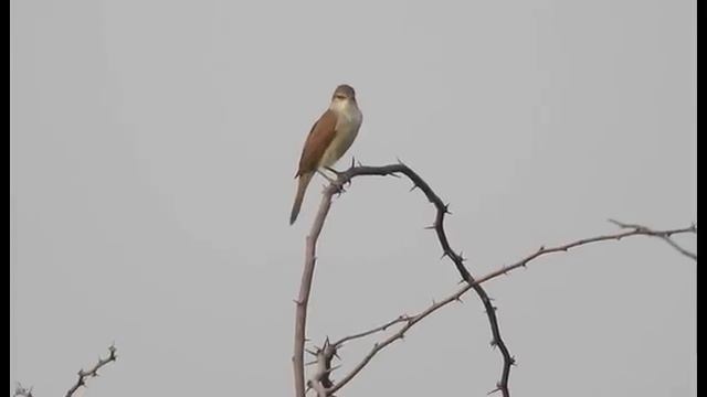 Голосистая камышевка — Acrocephalus stentoreus (Hemprich et Ehrenberg, 1833)