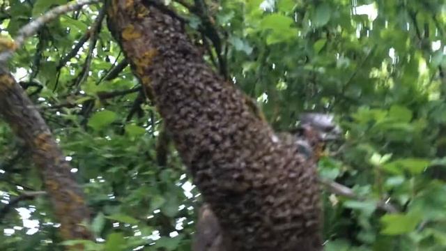 Пчелиный рой | Bee Swarm