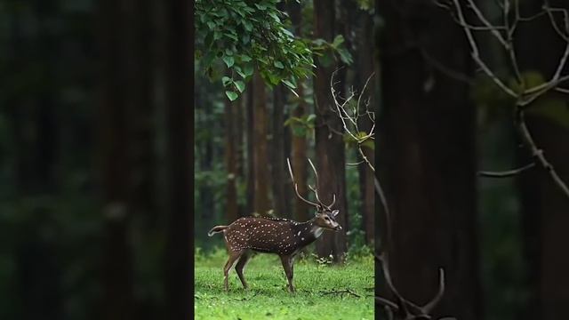 Black buck // beautiful buck // buck stetus // jungal // animal lover