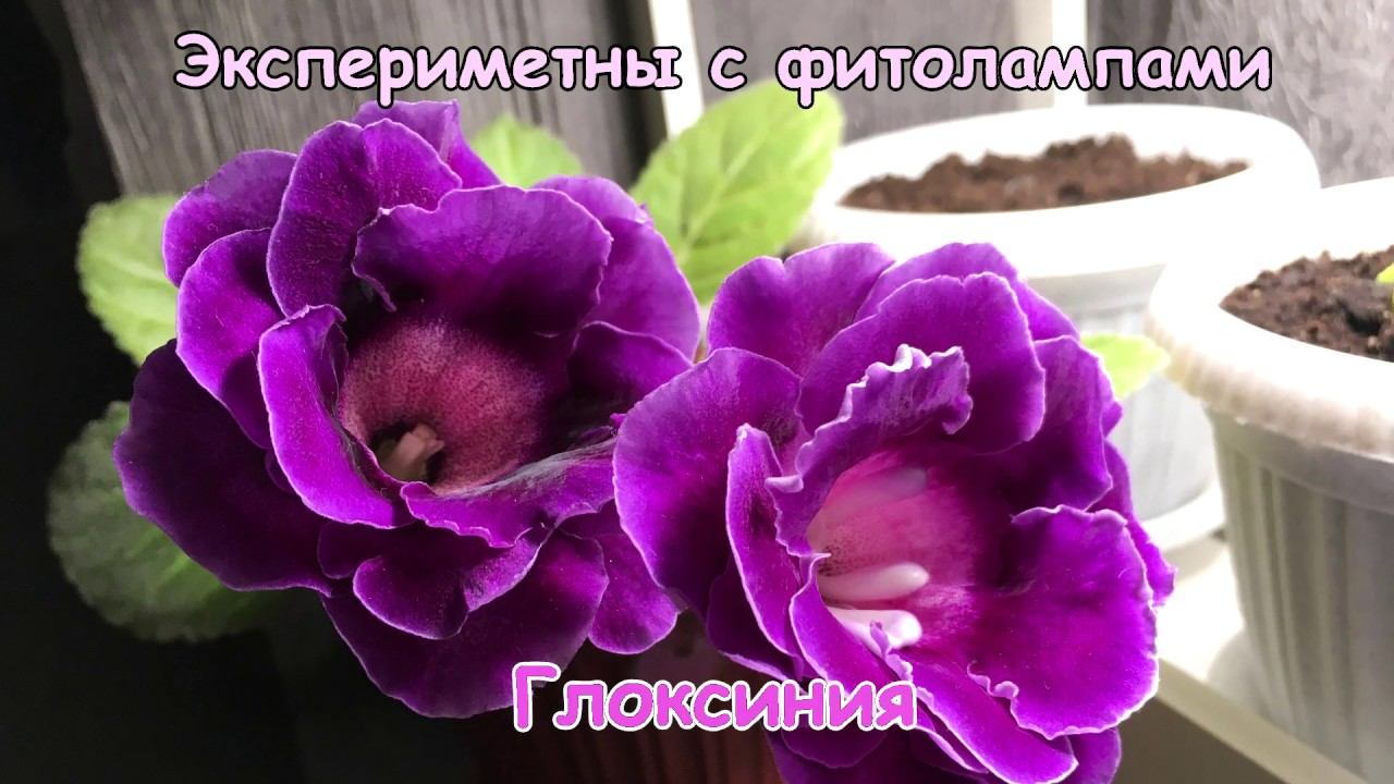 Тестируем фитолампы