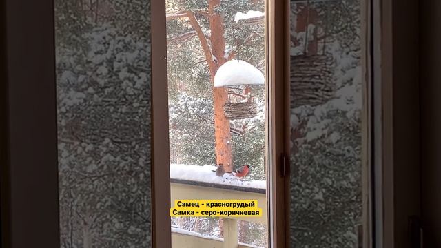 Парочка влюблённых снегирей