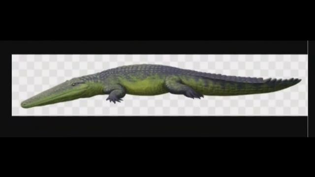 hablemos del: stomatosuchus