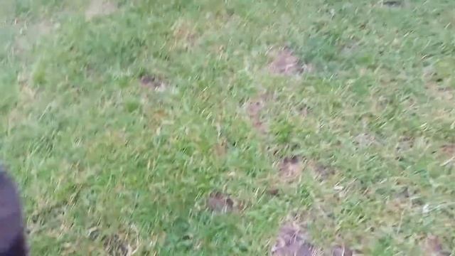 Finnish Lapphund Freya 9 weeks puppy Suomenlapinkoira