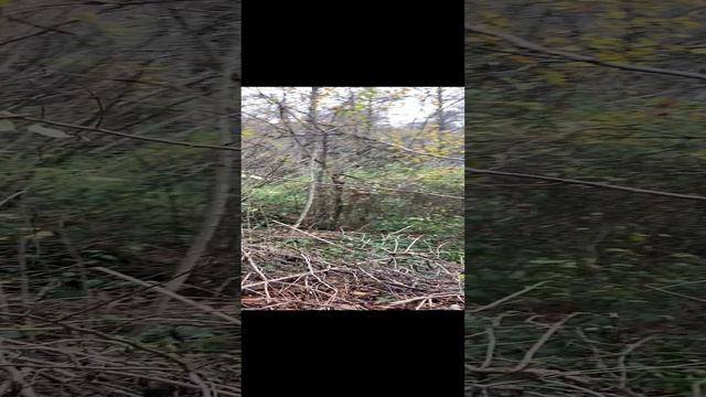 Участок СНТ Радость