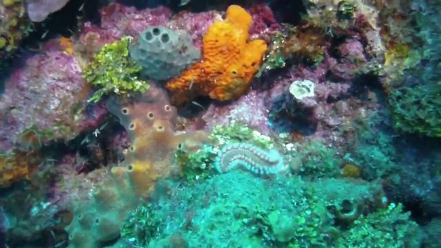 Bearded Fireworm - Saba