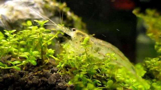 Amano / Japonica shrimp cleaning up algea