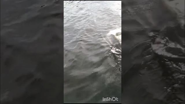 Свечки, летних щук.