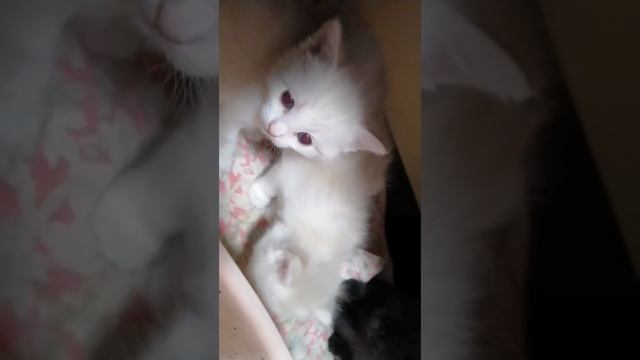1000111887.mp4