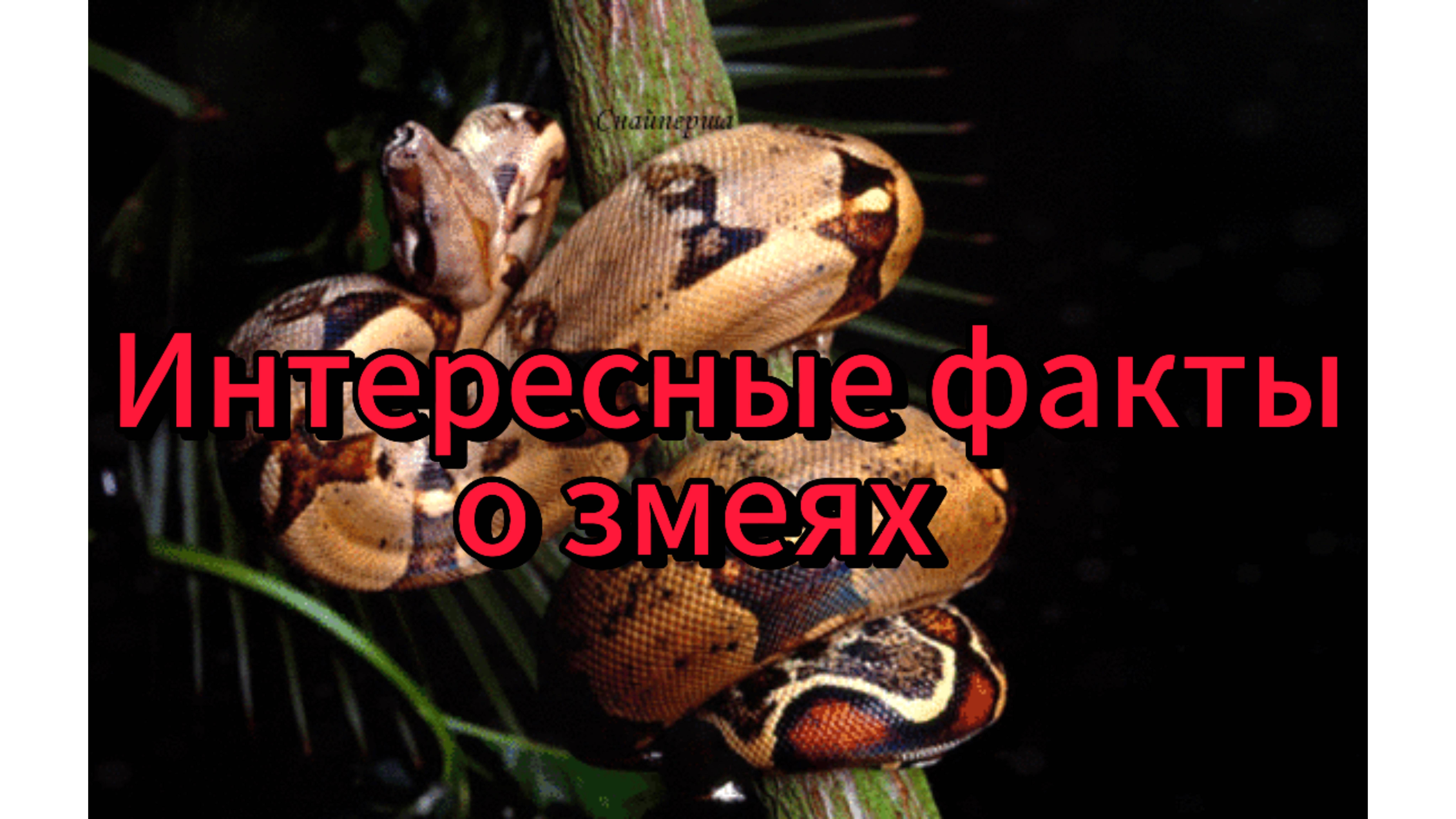 Интересные факты о змеях