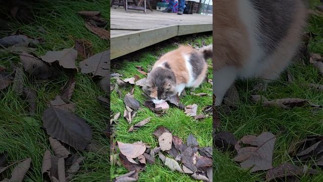 Кот наелся, но продолжает хомячить