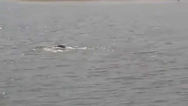 радиоуправляемая лодочка rc boat 60кмч vs dog Low, 360p