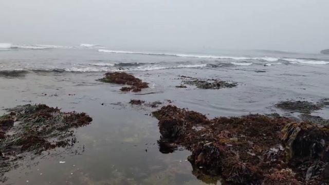 Foraging for purple sea urchins (uni) in Half Moon Bay