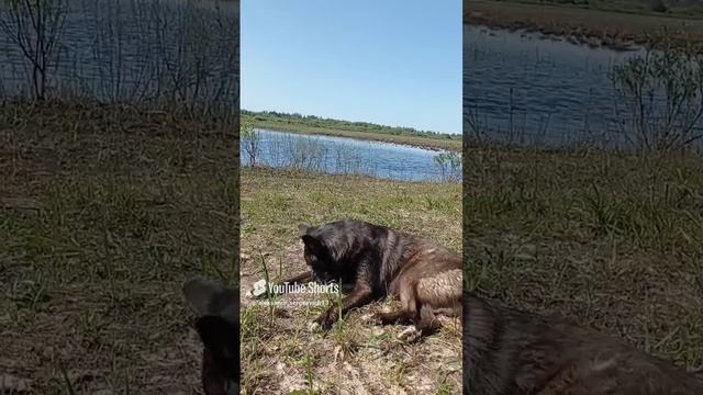 Слепни мешают спокойному отдыху