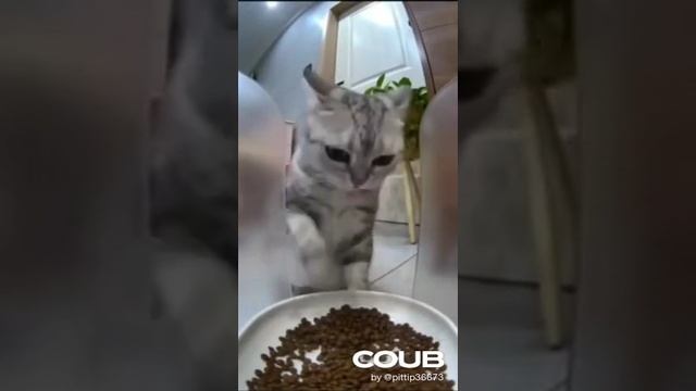 Обычный котик))