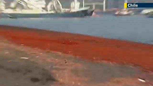 Thousands of shrimp wash up on Chile beach